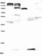 Cytochrome C Oxidase Assembly Factor 4 Homolog antibody, NBP1-90483, Novus Biologicals, Western Blot image 