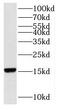 40S ribosomal protein S19 antibody, FNab07463, FineTest, Western Blot image 