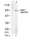 Heat Shock Transcription Factor 1 antibody, PA5-37599, Invitrogen Antibodies, Western Blot image 