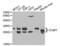 Catechol-O-Methyltransferase antibody, LS-C331403, Lifespan Biosciences, Western Blot image 