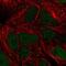 TIMELESS-interacting protein antibody, NBP2-38860, Novus Biologicals, Immunofluorescence image 