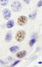 Integrator Complex Subunit 4 antibody, A301-296A, Bethyl Labs, Immunohistochemistry frozen image 