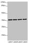 O-Sialoglycoprotein Endopeptidase antibody, LS-C676210, Lifespan Biosciences, Western Blot image 