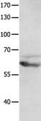 Glutamate Metabotropic Receptor 8 antibody, PA5-50507, Invitrogen Antibodies, Western Blot image 