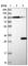 GTP-binding protein Di-Ras3 antibody, HPA028557, Atlas Antibodies, Western Blot image 