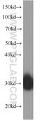 Apolipoprotein D antibody, 66215-1-Ig, Proteintech Group, Western Blot image 