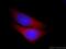 IST1 Factor Associated With ESCRT-III antibody, 51002-1-AP, Proteintech Group, Immunofluorescence image 