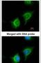 Adenylate Kinase 2 antibody, PA5-29365, Invitrogen Antibodies, Immunofluorescence image 