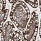 GrpE Like 2, Mitochondrial antibody, HPA023211, Atlas Antibodies, Immunohistochemistry paraffin image 