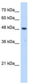 ERGIC And Golgi 3 antibody, TA341993, Origene, Western Blot image 
