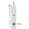 C-X-C Motif Chemokine Ligand 10 antibody, AF-466-NA, R&D Systems, Western Blot image 