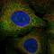 FL cytokine receptor antibody, HPA047539, Atlas Antibodies, Immunofluorescence image 