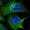 alpha-Tubulin antibody, NBP2-54708, Novus Biologicals, Immunofluorescence image 