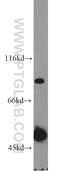 DLEC1 Cilia And Flagella Associated Protein antibody, 20027-1-AP, Proteintech Group, Western Blot image 