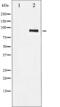 MDM2 Proto-Oncogene antibody, abx012185, Abbexa, Western Blot image 