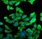 Septin 2 antibody, FNab07722, FineTest, Immunofluorescence image 