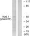 Inward rectifier potassium channel 16 antibody, LS-C199169, Lifespan Biosciences, Western Blot image 