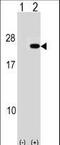 Poly(A) Binding Protein Interacting Protein 2 antibody, LS-C163344, Lifespan Biosciences, Western Blot image 