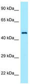 TEA Domain Transcription Factor 1 antibody, TA345347, Origene, Western Blot image 
