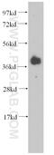 RNA Binding Motif Protein 4 antibody, 11614-1-AP, Proteintech Group, Western Blot image 