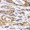 Ribophorin I antibody, 22-440, ProSci, Immunohistochemistry paraffin image 