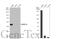 Nuclear Factor, Erythroid 2 antibody, GTX102698, GeneTex, Western Blot image 