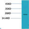 Heat Shock Protein Family B (Small) Member 8 antibody, LS-C814141, Lifespan Biosciences, Western Blot image 