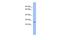 Zinc And Ring Finger 1 antibody, PA5-69035, Invitrogen Antibodies, Western Blot image 