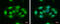 TERF2 Interacting Protein antibody, GTX101983, GeneTex, Immunofluorescence image 