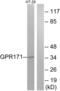G Protein-Coupled Receptor 171 antibody, abx015312, Abbexa, Western Blot image 