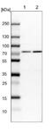 Heat Shock Protein Family A (Hsp70) Member 1A antibody, NBP2-46806, Novus Biologicals, Western Blot image 