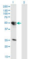 Tuftelin 1 antibody, LS-C198384, Lifespan Biosciences, Western Blot image 