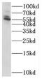 Serine/Threonine Kinase 38 antibody, FNab08336, FineTest, Western Blot image 