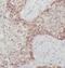 Ribosomal Protein L37a antibody, FNab07436, FineTest, Immunohistochemistry frozen image 