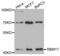 RNA Binding Motif Protein 17 antibody, PA5-76468, Invitrogen Antibodies, Western Blot image 