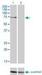 Protein Kinase C Zeta antibody, H00005590-M01, Novus Biologicals, Western Blot image 