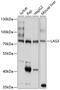 Lymphocyte Activating 3 antibody, GTX64366, GeneTex, Western Blot image 