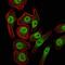 Lysine Demethylase 4A antibody, GTX82792, GeneTex, Immunofluorescence image 