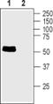SLC6A6 antibody, PA5-77455, Invitrogen Antibodies, Western Blot image 