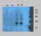 Peroxiredoxin, bacteria-like protein antibody, NBP2-59672, Novus Biologicals, Western Blot image 