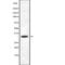 Inducible T Cell Costimulator Ligand antibody, abx216128, Abbexa, Western Blot image 