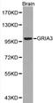 Glutamate Ionotropic Receptor AMPA Type Subunit 3 antibody, LS-C192413, Lifespan Biosciences, Western Blot image 