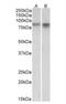 Neuronal PAS Domain Protein 4 antibody, NBP1-68863, Novus Biologicals, Western Blot image 