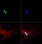 CDKN2A antibody, GTX20080, GeneTex, Immunofluorescence image 