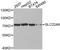 Solute Carrier Family 22 Member 8 antibody, MBS126336, MyBioSource, Western Blot image 