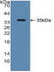 ATF4 antibody, LS-C292621, Lifespan Biosciences, Western Blot image 