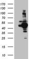 Autophagy Related 4B Cysteine Peptidase antibody, CF810189, Origene, Western Blot image 