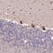 Large 60S Subunit Nuclear Export GTPase 1 antibody, NBP1-83755, Novus Biologicals, Immunohistochemistry paraffin image 