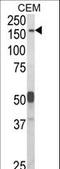 Contactin Associated Protein Like 2 antibody, LS-C168900, Lifespan Biosciences, Western Blot image 