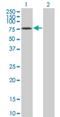 GTP Binding Protein 1 antibody, H00009567-M01, Novus Biologicals, Western Blot image 